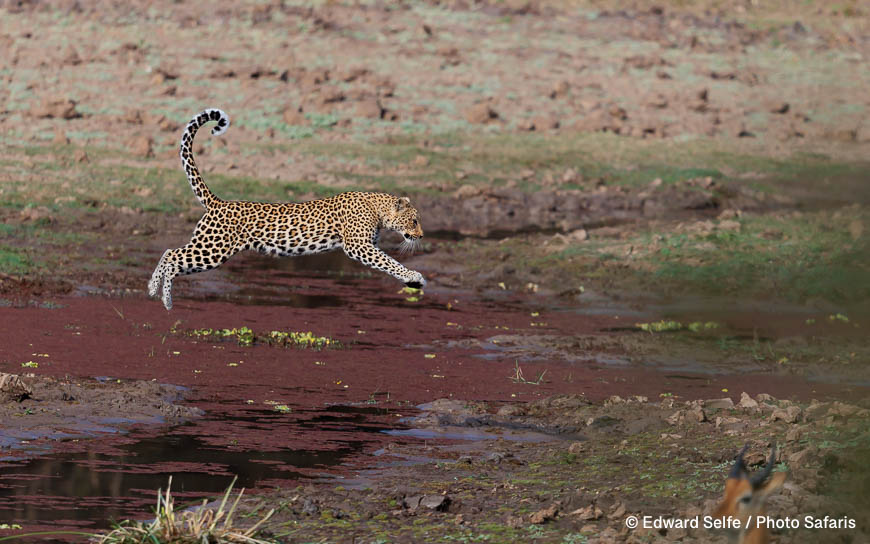 Wildlife image by edward selfe as part of a sequence leopard jumping across channel.