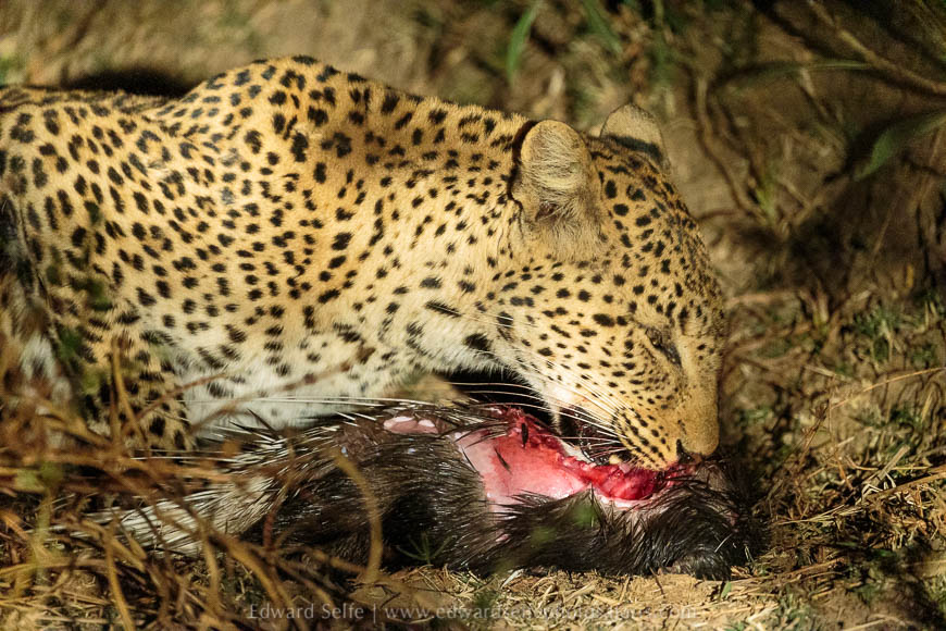 Wildlife image from photo safari with edward selfe in south luangwa national park.