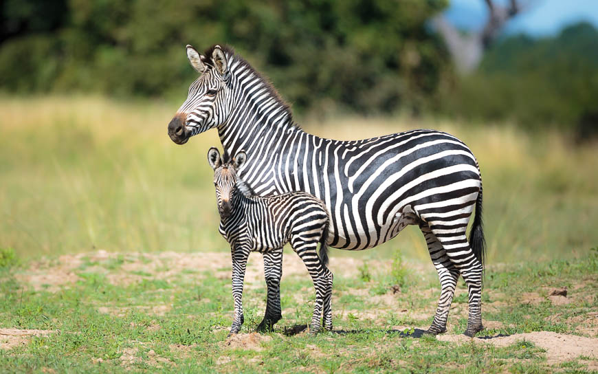 Images of wildlife from photo safari with edward selfe in south luangwa.