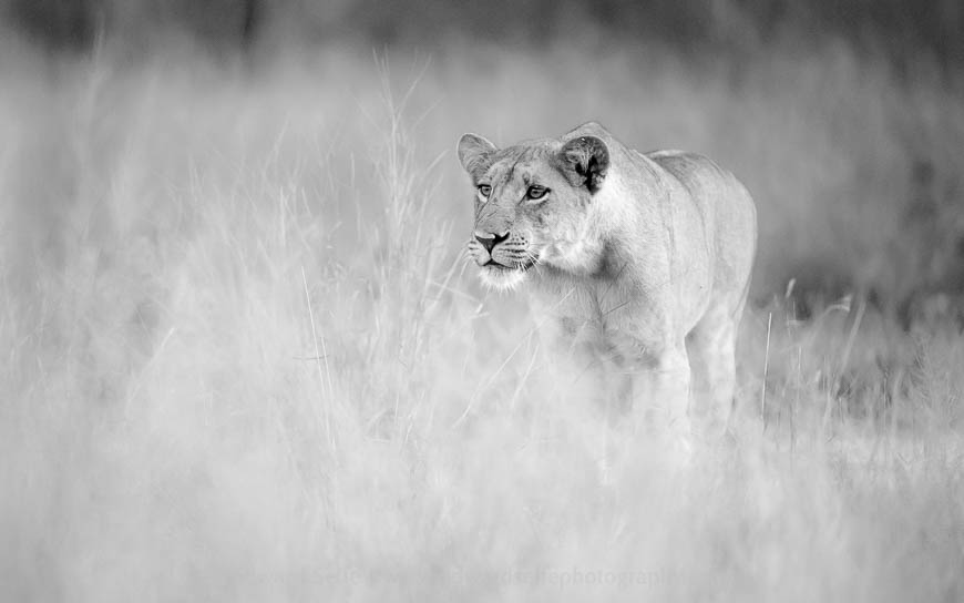 A lioness eyes up an elephant calf in South Luangwa National Park