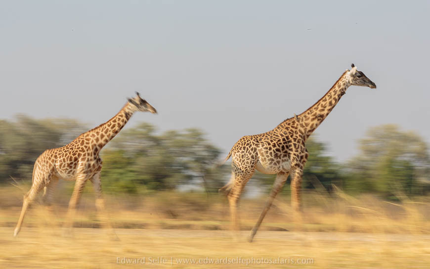 Wildlife image from photo safari with edward selfe in south luangwa national park.