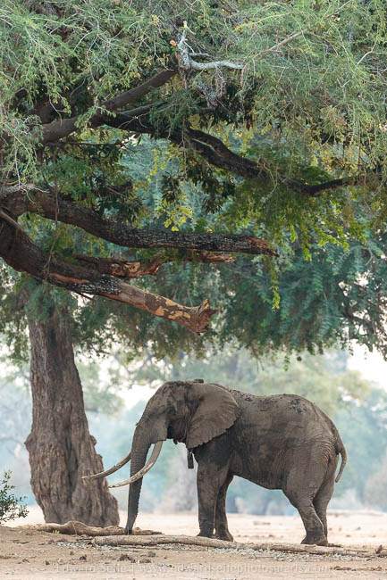 Wildlife image from photo safari with edward selfe safaris.