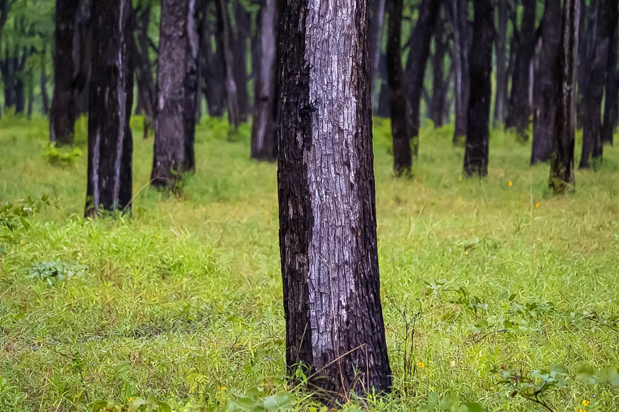 Wildlife image from South Luangwa by Mike White