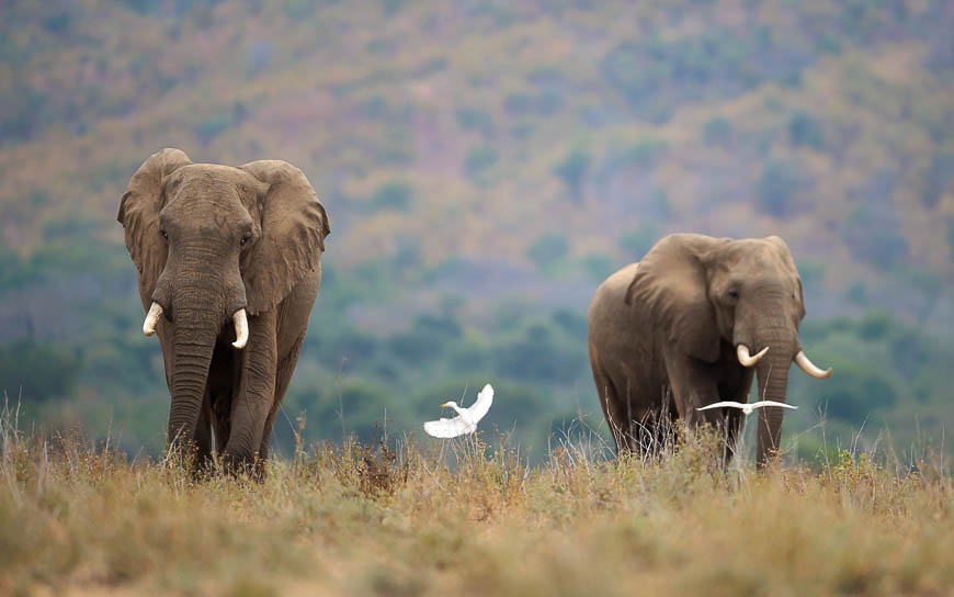 Images of wildlife from photo safari with edward selfe in zambia.