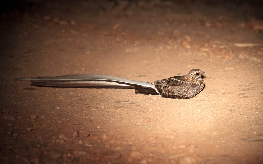 Wildlife image from photo safari with edward selfe in south luangwa national park.