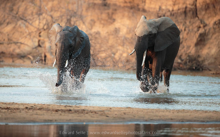 Wildlife image on photo safari with edward selfe in south luangwa national park.