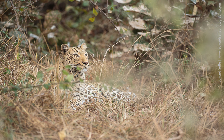 A bushy shot of a leopard along the Baka Baka lagoon in Nsefu Sector of South Luangwa.