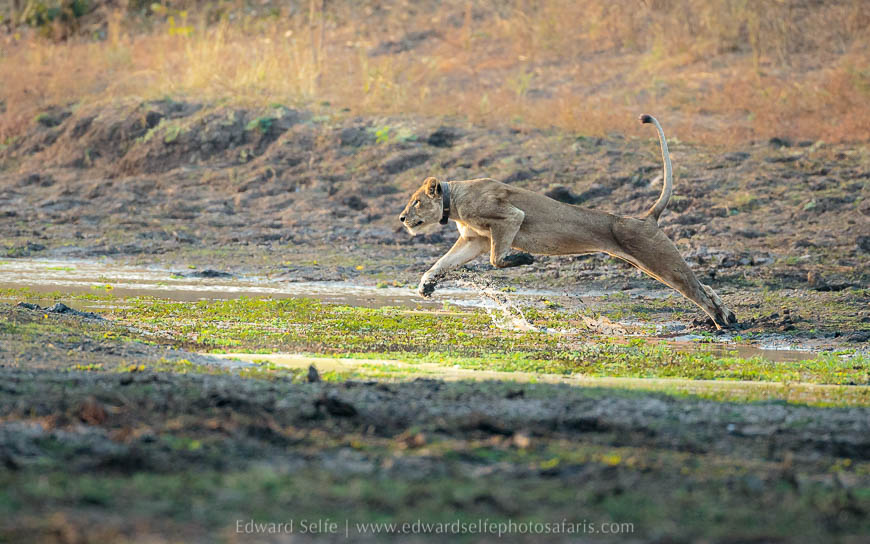 Wildlife image from photo safari with edward selfe in south luangwa national park.