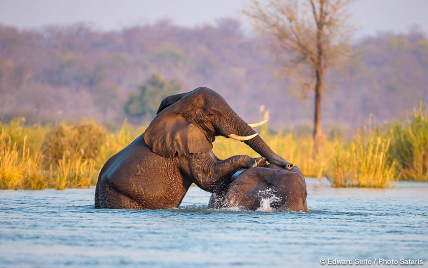 Wildlife image from photo safari with edward selfe.