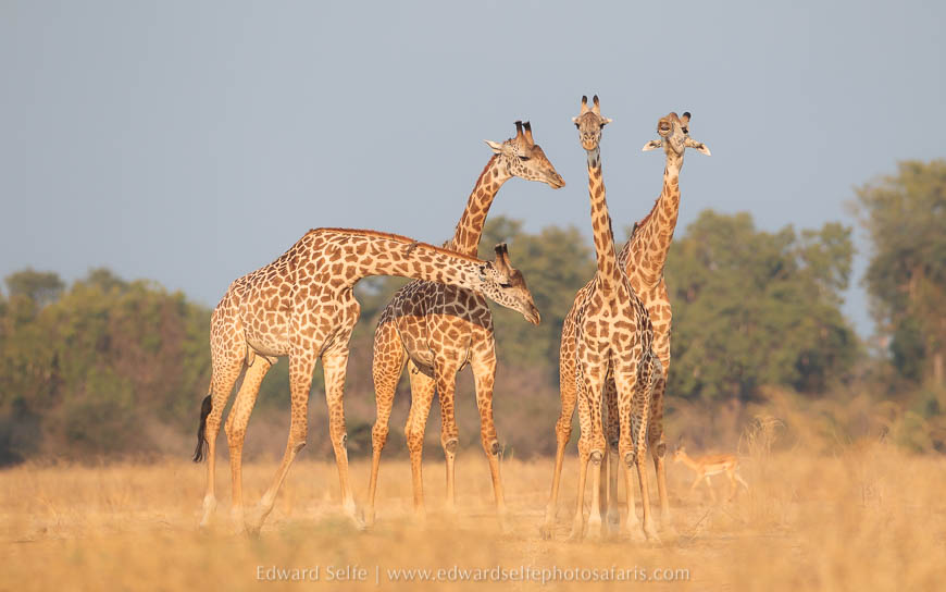 Giraffes on photo safari with edward selfe in south luangwa national park.