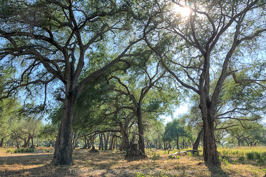 Wildlife image from photo safari with edward selfe in lower zambezi national park.