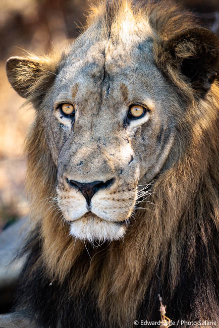 Image from exclusive luangwa photo safari by edward selfe