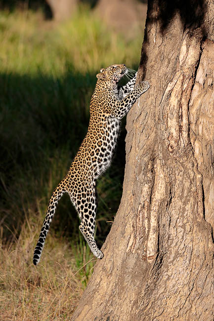 Images of wildlife from photo safari with edward selfe in zambia.