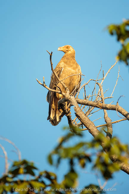 Wildlife image from photo safari with edward selfe.