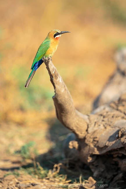 Wildlife image from photo safari with edward selfe in south luangwa national park.