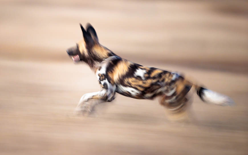 Images of wildlife from photo safari with edward selfe in south luangwa.