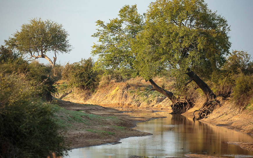 Images of wildlife from photo safari with edward selfe in the nsefu sector.