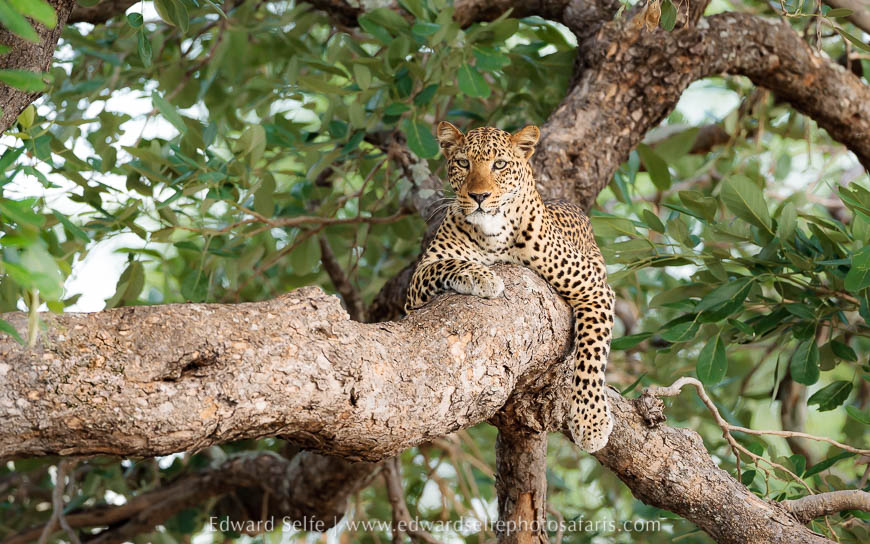 Wildlife image from photo safari with edward selfe.