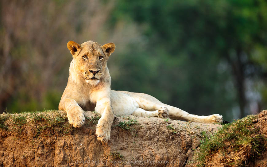 Wildlife image from photo safari with edward selfe in south luangwa national park.
