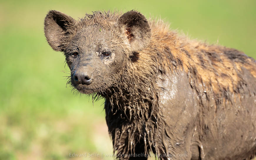 Wildlife image from photo safari with edward selfe.