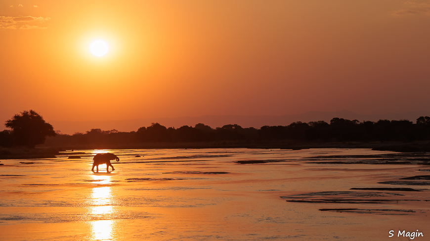 Wildlife image by Sharon Magin from photo safari in Zambia with Edward Selfe.