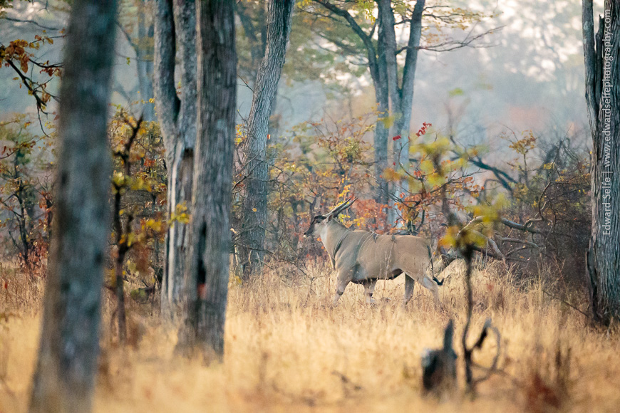 An eland bull runs right to left in mopane forest, South Luangwa National Park.