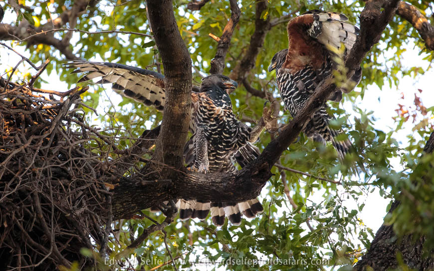 Wildlife image from photo safari with edward selfe.