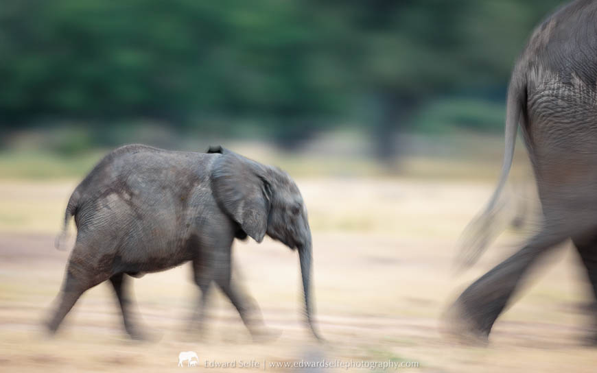 An elephant motion blur image during a photo safari with Edward Selfe in South Luangwa National Park