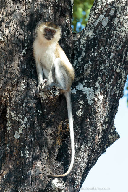 Wildlife image from photo safari with edward selfe in south luangwa national park.