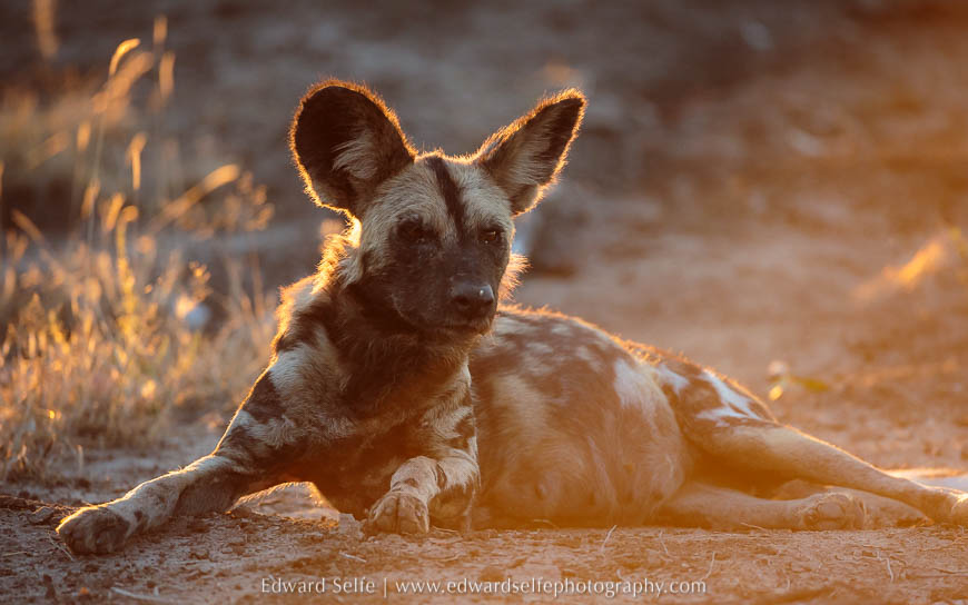 Pregnant female wild dog on photo safari in South Luangwa National Park.