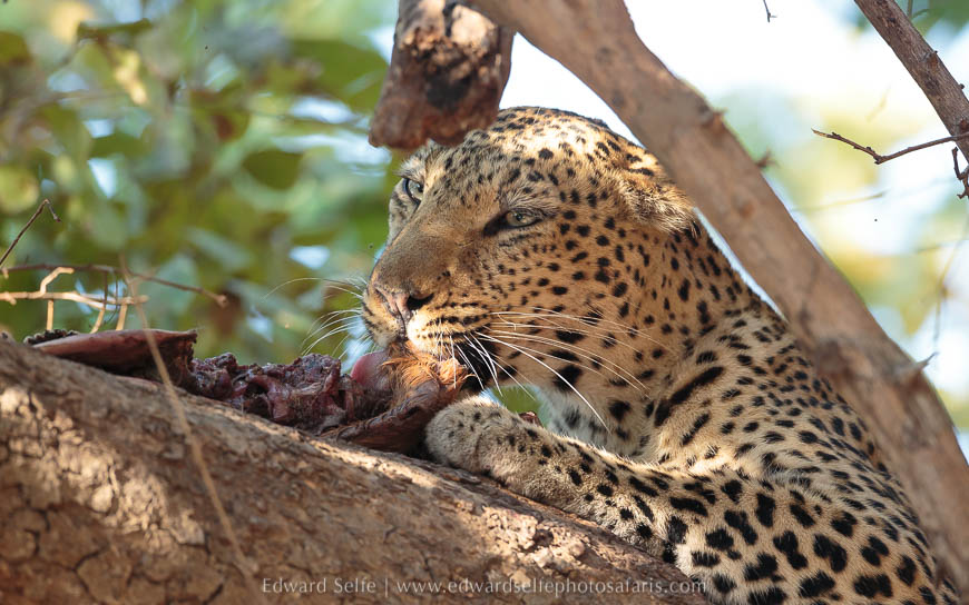 Leopard feeds on photo safari with edward selfe in south luangwa national park.