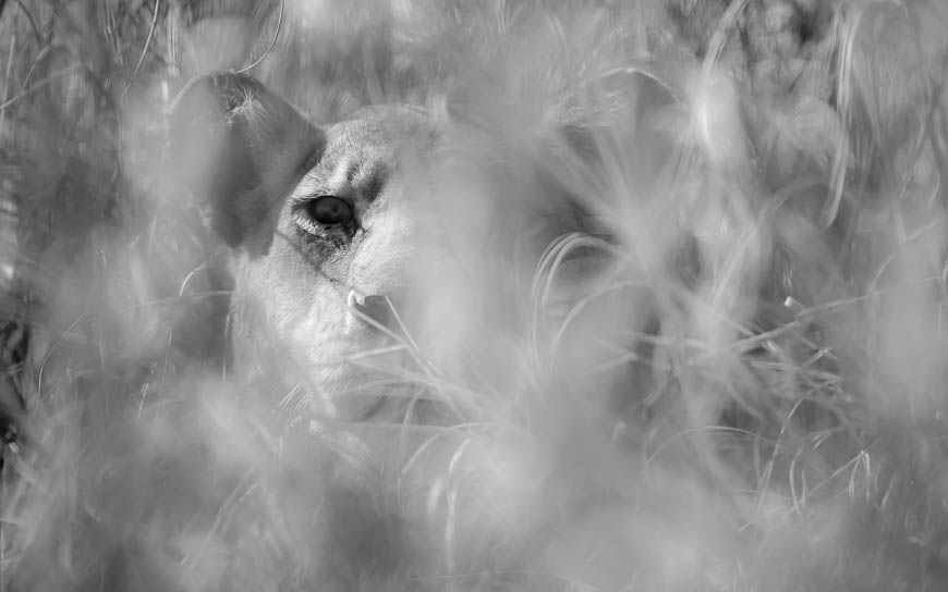 Images of wildlife from photo safari with edward selfe in zambia.