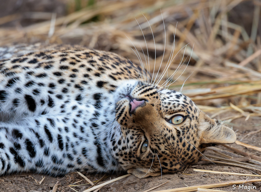 Wildlife image by Sharon Magin from photo safari in Zambia with Edward Selfe.