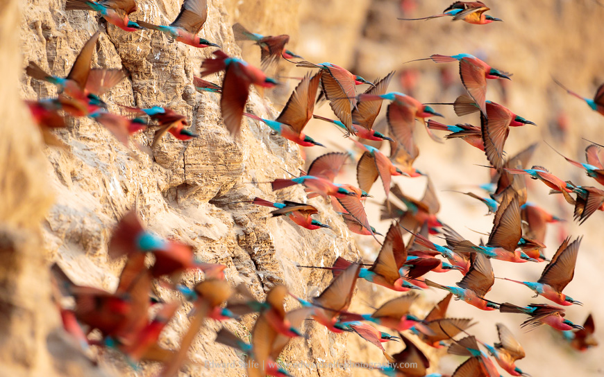 Carmine bee-eaters explode from the bank in a riot of reds.