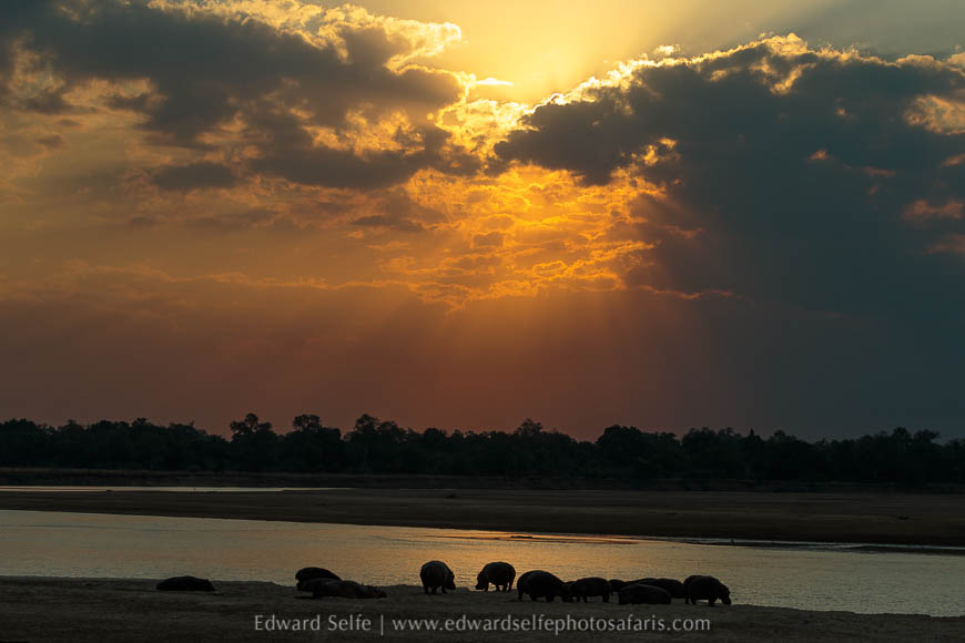 Hippos at sunset on photo safari in south luangwa national park.
