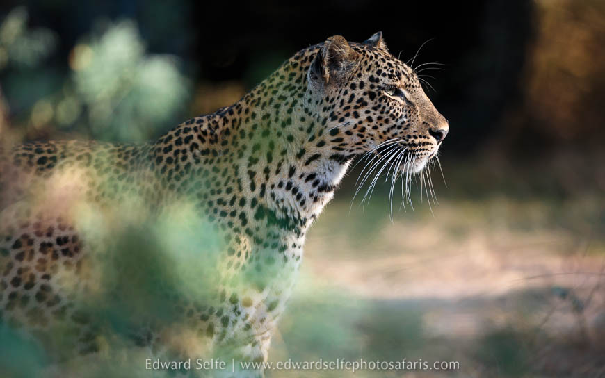 Wildlife image from photo safari with edward selfe.