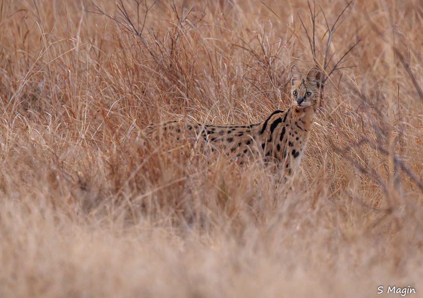 Wildlife image by Sharon Magin from photo safari in Zambia with Edward Selfe.