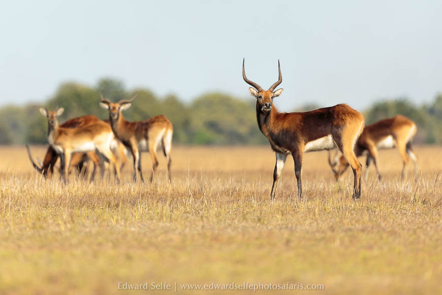 Wildlife image from a photo safari with edward selfe.