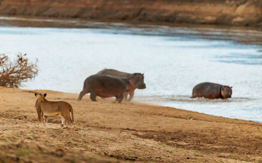 Images of wildlife from photo safari with edward selfe in zambia.