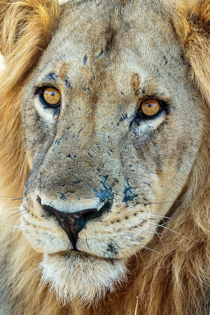 Images of wildlife from photo safari with edward selfe in south luangwa.