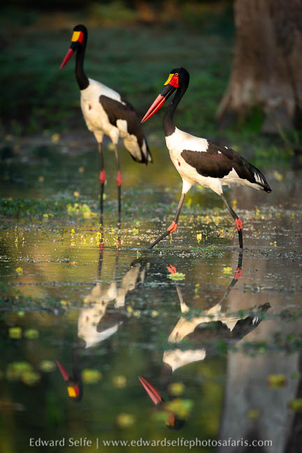 Wildlife image from photo safari with edward selfe.