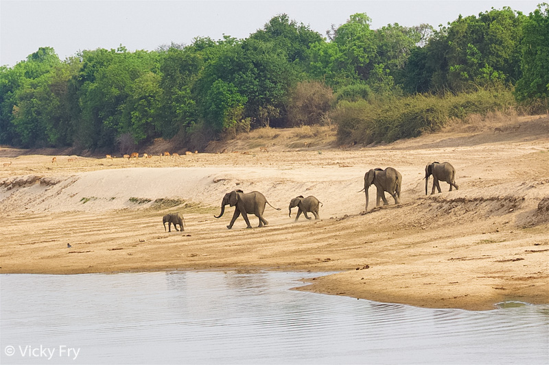 A family of elephants rushes to the river in South Luangwa National Park