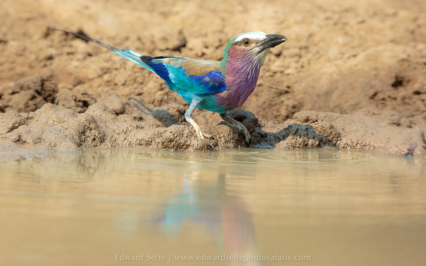 Wildlife image from photo safari with edward selfe in south luangwa national park.
