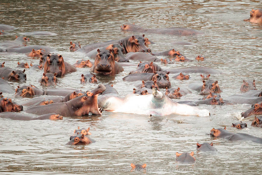 Wildlife image from photo safari with edward selfe in south luangwa national park.