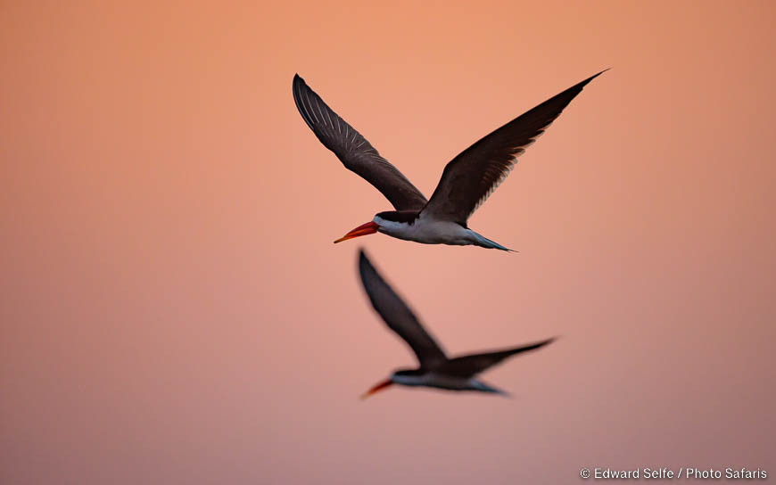 Wildlife image by edward selfe from photo safari in southern africa.