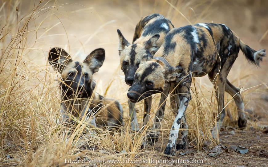 Wildlife image from photo safari with edward selfe.