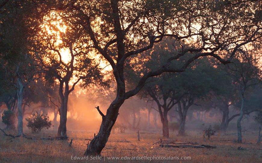Sunset on photo safari with edward selfe in south luangwa national park.