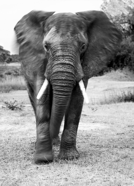 An elephant shakes his head in South Luangwa National Park.