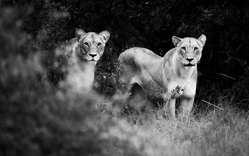 Images of wildlife from photo safari with edward selfe