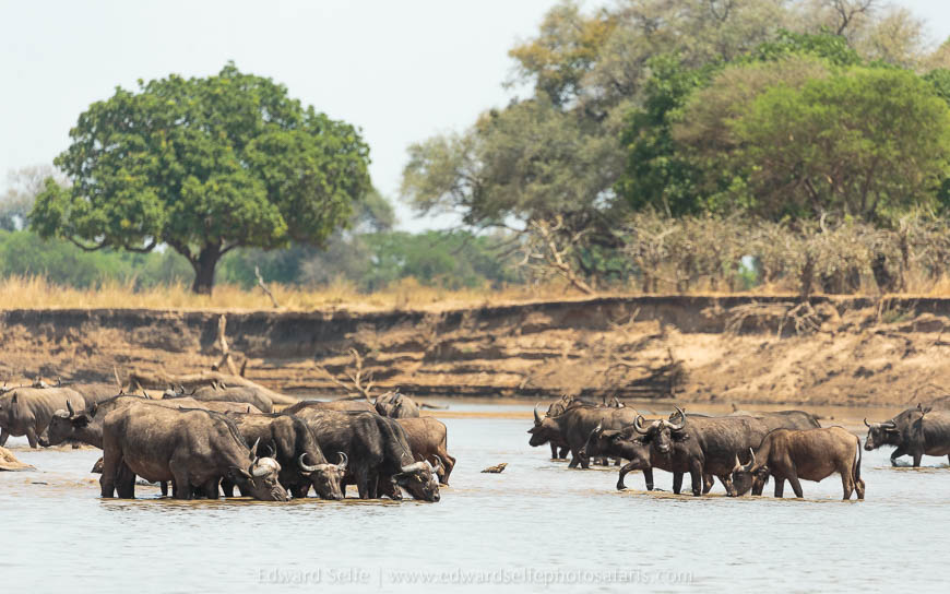Wildlife image from photo safari with edward selfe in south luangwa national park.